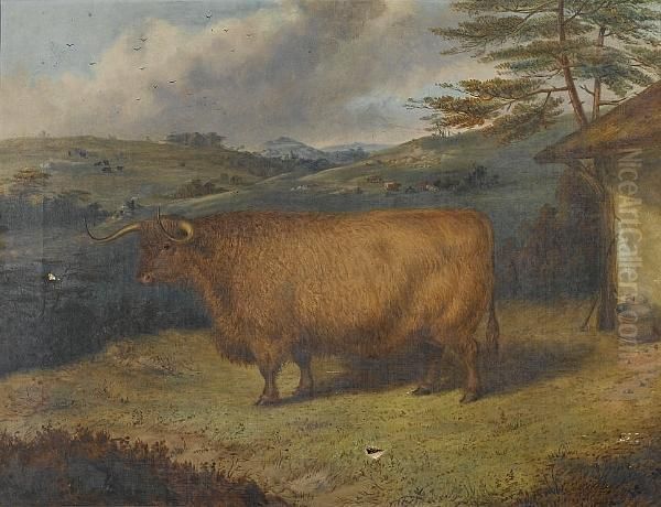 A Highland Steer Oil Painting by Richard Whitford