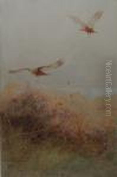 Marsh Harrier Oil Painting by Charles Whymper