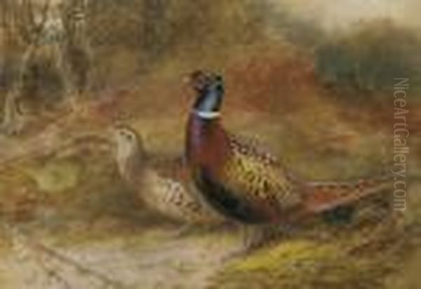 A Cock And Hen Pheasant In A Woodland Glade Oil Painting by Charles Whymper