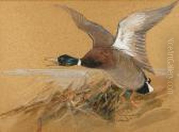 Mallard Drake In Flight Oil Painting by Charles Whymper