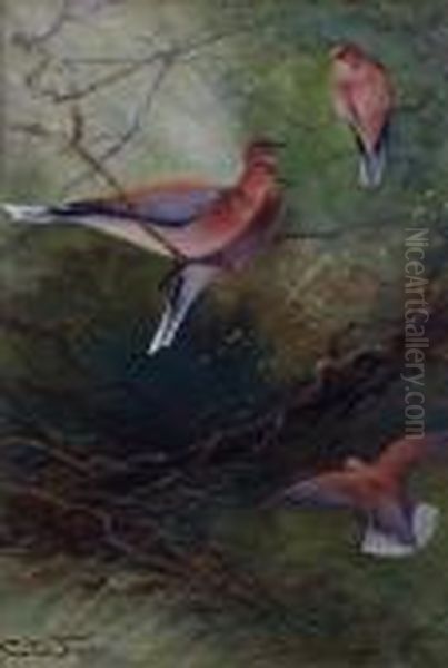 A Group Of Doves Oil Painting by Charles Whymper