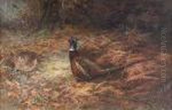 Pheasants In Undergrowth Oil Painting by Charles Whymper