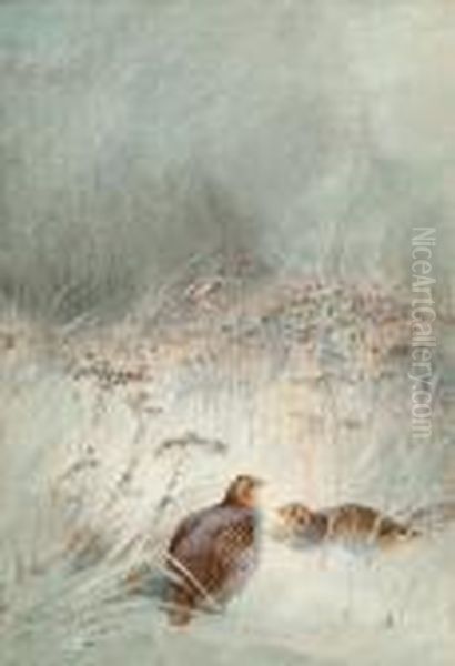 Grey Partridge In Undergrowth Oil Painting by Charles Whymper