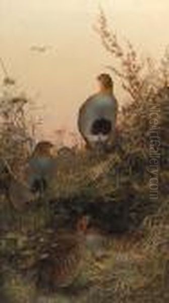 A Covey Of Partridge In The Bracken At Sunset Oil Painting by Charles Whymper