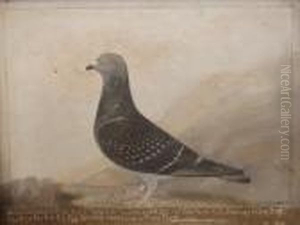 Portrait Of A Racing Pigeon ' Old Bill 1925 Messers Whates &
 Sons ' by Edward Henry Windred