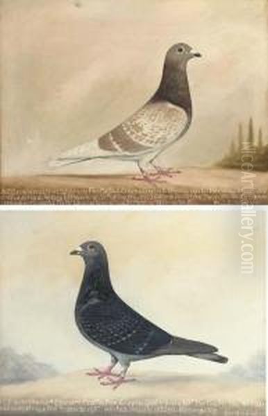 Prize Racing Pigeons by Edward Henry Windred