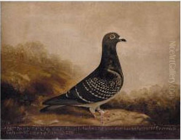 Study Of The Racing Pigeon 280 by Edward Henry Windred