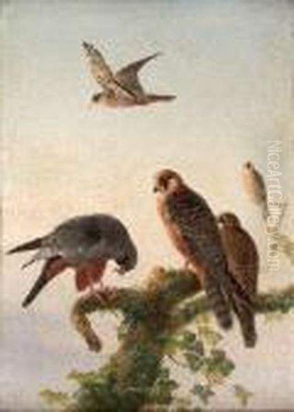 Red-footed Falcons Oil Painting by Joseph Wolf