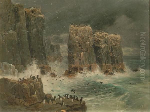 Comorants And Puffins - Possibly The Farne Islands Oil Painting by William Arnold Woodhouse