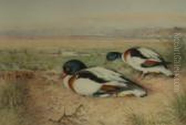 Study Of Ducks Oil Painting by William Arnold Woodhouse