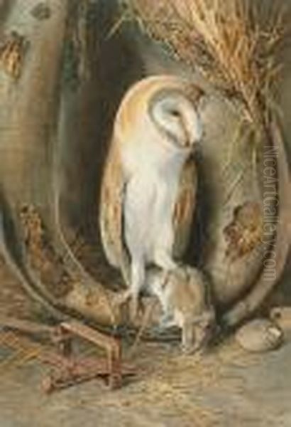 Barn Owl Oil Painting by William Arnold Woodhouse