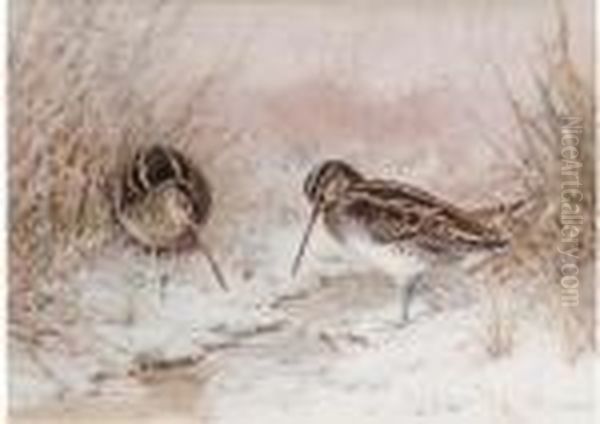 Snipe In Snow Oil Painting by William Arnold Woodhouse