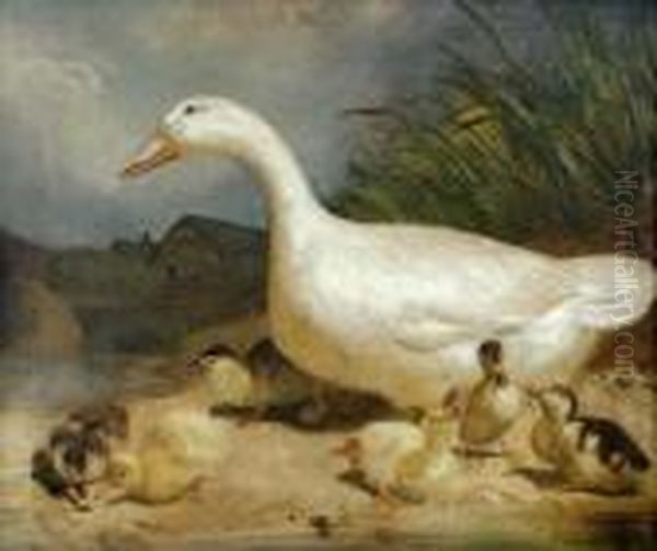 Study Of A Whiteduck Oil Painting by Thomas Woodward