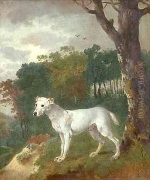 Bumper a Bull Terrier Oil Painting by Thomas Gainsborough