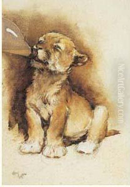 Zoo Study (lionceau Tetant) Oil Painting by Cecil Charles Aldin