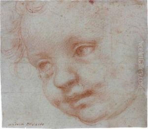 Tete D'enfant Sanguine Oil Painting by Andrea Del Sarto