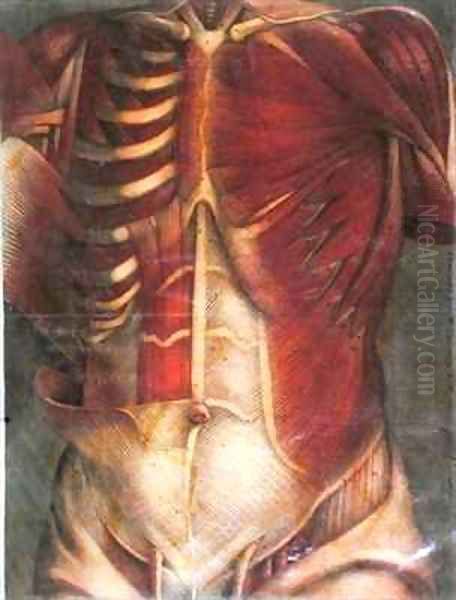 Muscles of the thorax and abdomen Oil Painting by Jacques - Fabien Gautier - Dagoty