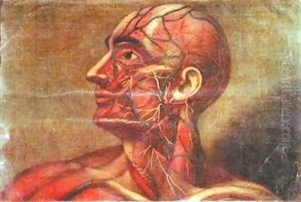 Male head showing arterial system Oil Painting by Jacques - Fabien Gautier - Dagoty