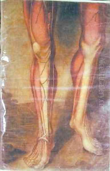 Musculature of the legs Oil Painting by Jacques - Fabien Gautier - Dagoty