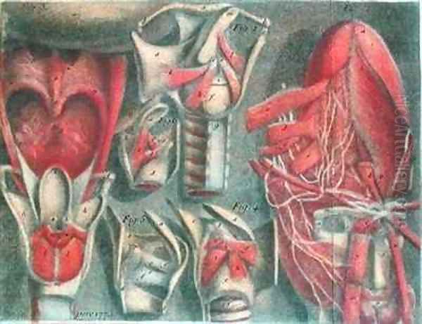 The Vocal Chords from Histoire Naturelle de la Parole Oil Painting by Jacques - Fabien Gautier - Dagoty