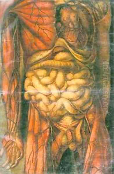 Torso of a man showing the intestines Oil Painting by Jacques - Fabien Gautier - Dagoty