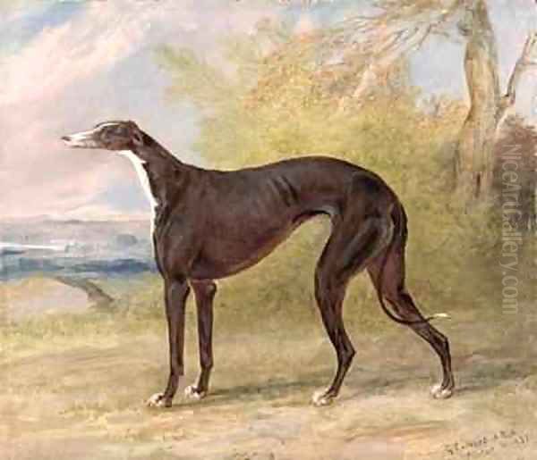 One of George Lane Foxs Winning Greyhounds the Black and White Greyhound Bitch Juno also known as Elizabeth Oil Painting by George Garrard