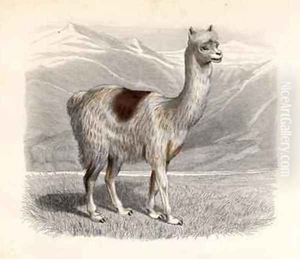 The Llama Oil Painting by Gobin, H.