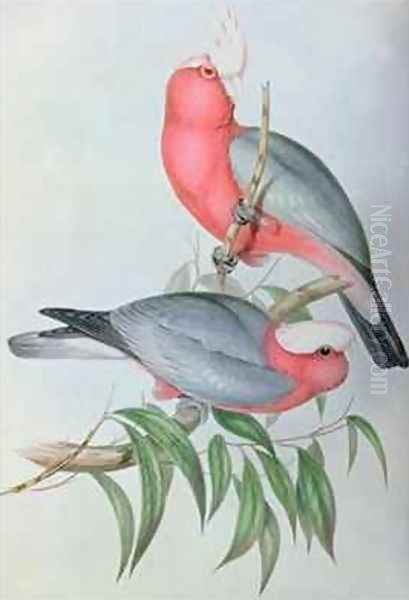 Birds of Asia Oil Painting by John Gould