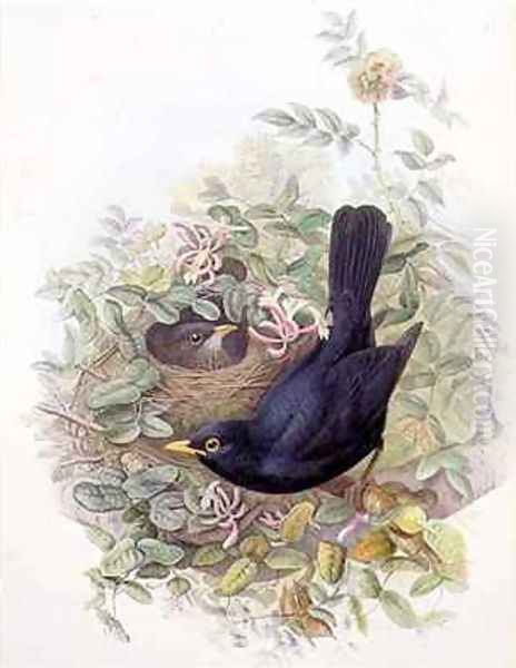 Blackbird 2 Oil Painting by John Gould