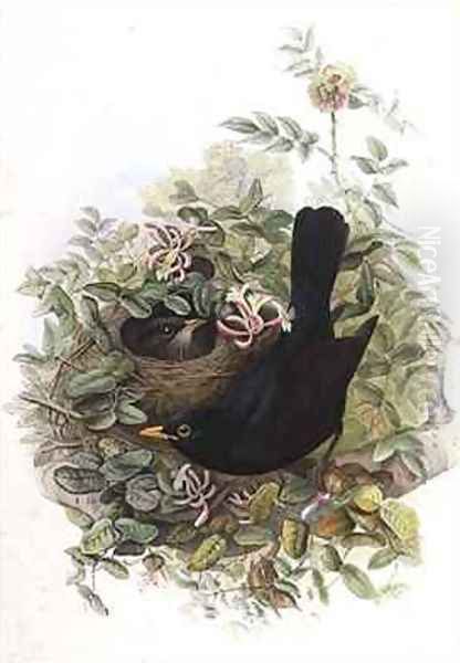 Blackbird Oil Painting by John Gould