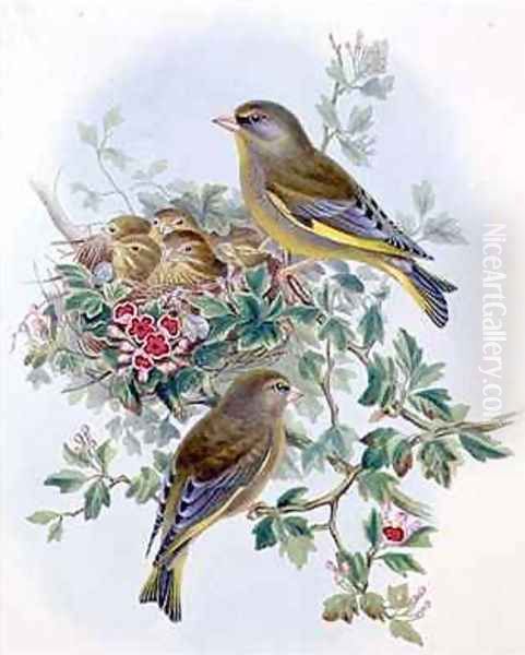 Greenfinch 2 Oil Painting by John Gould