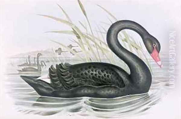 The Black Swan Oil Painting by John Gould