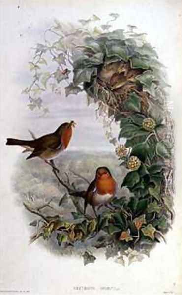 Robin 2 Oil Painting by John Gould