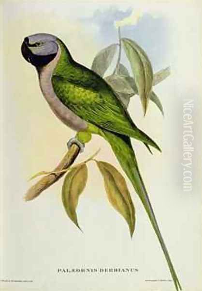 Parakeet Palaeornis Derbianus Oil Painting by John Gould