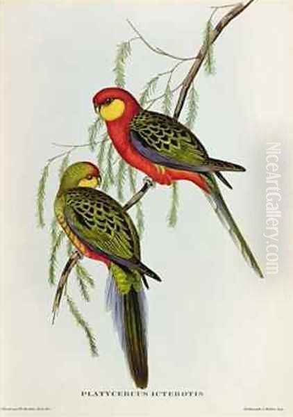 Platycercus Icterotis Oil Painting by John Gould