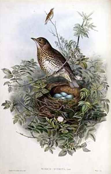 Thrush Oil Painting by John Gould