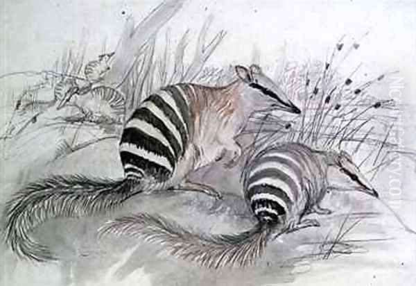 Banded Anteater Oil Painting by John Gould