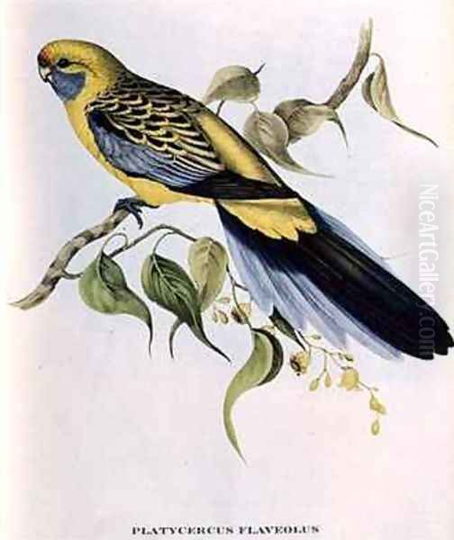 Platycercus Flaveolus Oil Painting by John Gould