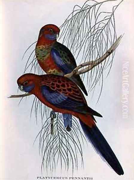 Platycercus Pennantii Oil Painting by John Gould