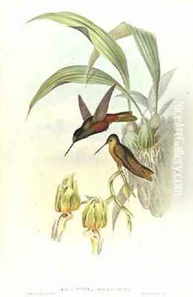 Bonapartes Star Fronted Hummingbird Oil Painting by John Gould