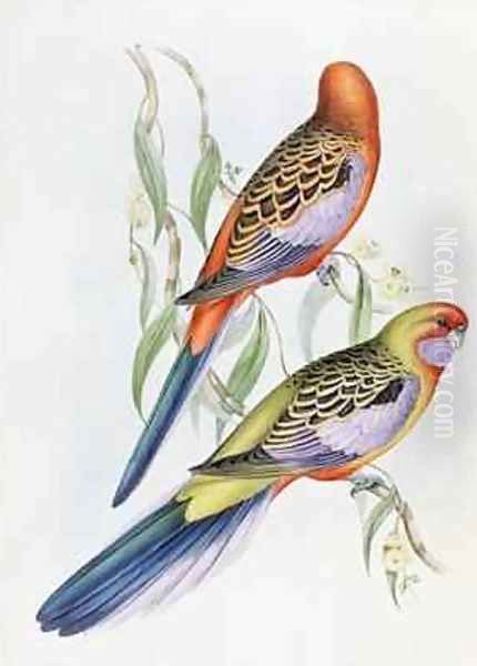 Platycercus Adelaidae from the Birds of Australia Oil Painting by John Gould