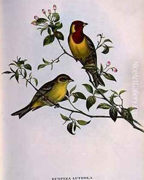 Euspiza Luteola Oil Painting by John Gould