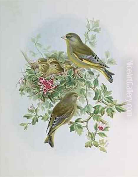 Greenfinch Oil Painting by John Gould