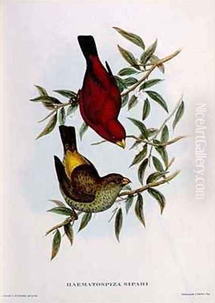 Haematospiza Sipahi Oil Painting by John Gould