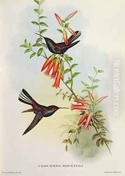 Urochroa Bougieri Oil Painting by John Gould