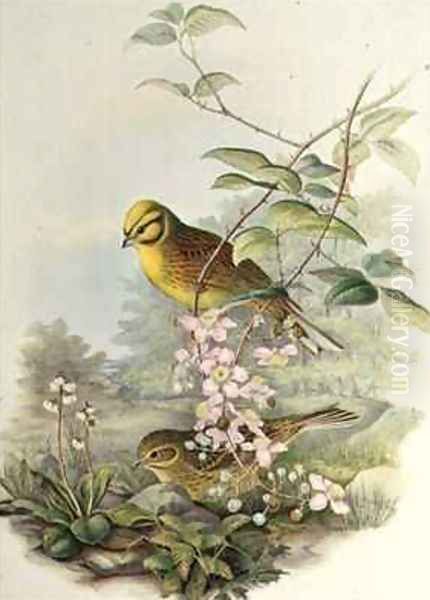 Yellowhammer 2 Oil Painting by John Gould