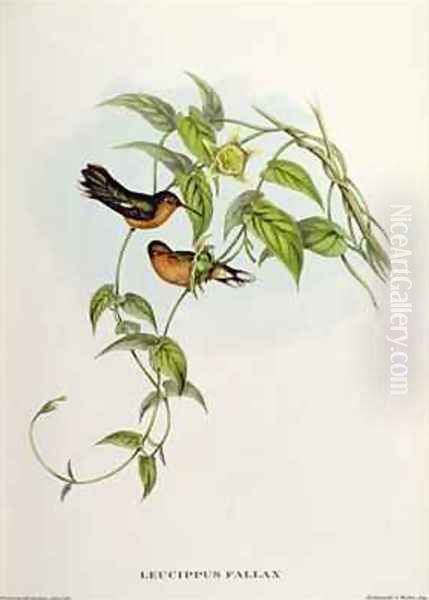 Leucippus Fallax Oil Painting by John Gould