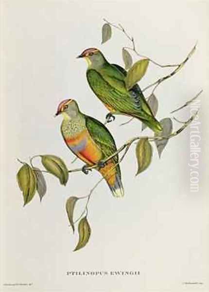 Ptilinopus Ewingii Oil Painting by John Gould