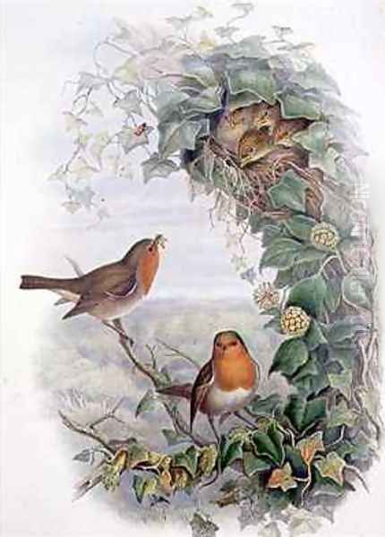 Robin Oil Painting by John Gould