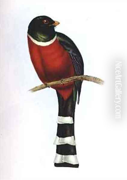 Trogon Mexicanus Oil Painting by John Gould